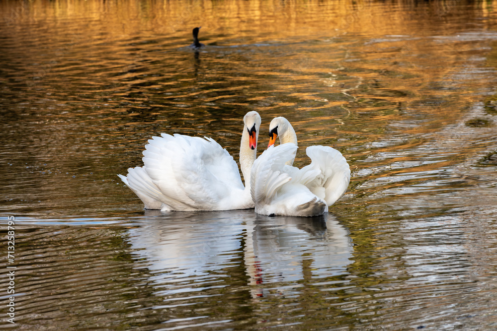 Fototapeta premium Ritual meeting of an adult male and female mute swan (Cygnus olor) after a long absence of one of them