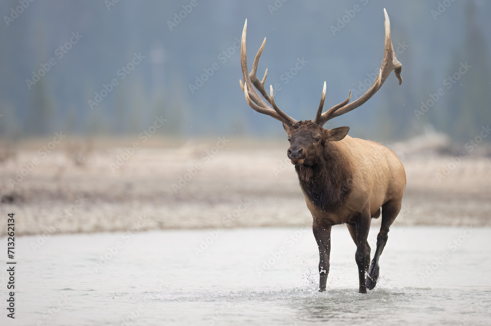 A bull elk in a river A bull elk in a river
