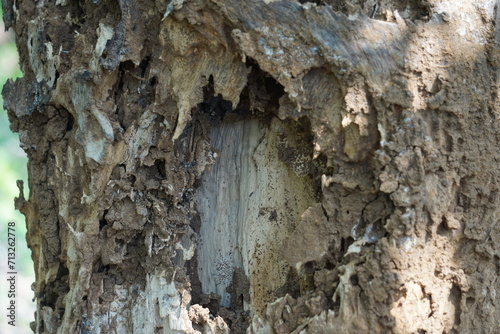 Coptotermes formosanus (Formosan termite, super-termite, semut kongkiak, rayap, anai-anai, semut putih) in the dry wood