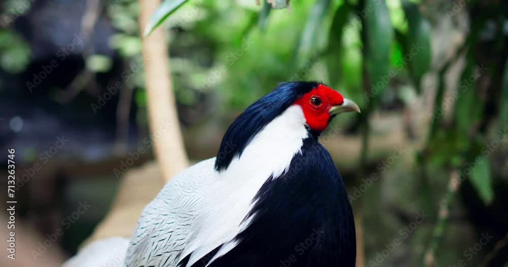 Magnificent Silver Lophura with striking feathers in close-up embodies splendor of exotic birds Silver Lophura masterpiece of nature. In its elegance Silver Lophura represents nature's diversity. Magnificent Silver Lophura with striking feathers in close-up embodies splendor of exotic birds Silver Lophura masterpiece of nature. In its elegance Silver Lophura represents nature's diversity.