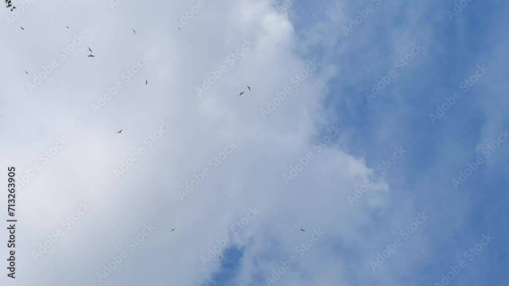 Seagulls fly in the sky with white clouds. In spring, birds circle high in the sky. Seagulls fly in the sky with white clouds. In spring, birds circle high in the sky.