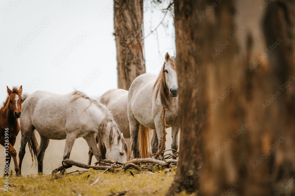 Obraz premium Horses