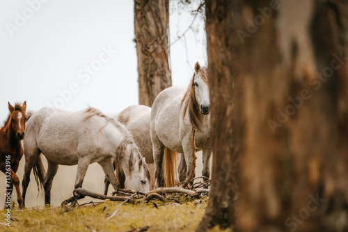 Horses