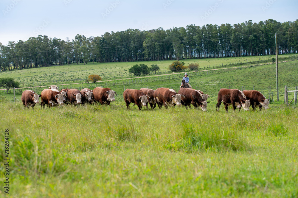 Toros Hereford Toros Hereford