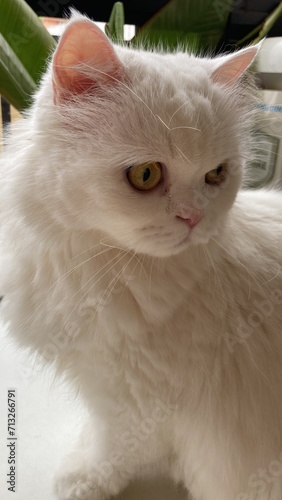 Persian Cat fur cat (ID: 713266791)