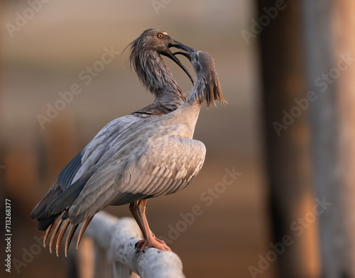 A pair of plumbeous ibis  photo