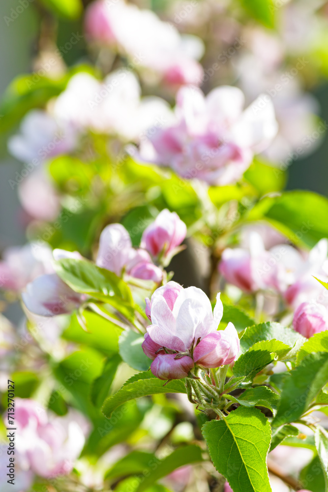 Fototapeta premium Blossom apple orchard in the spring in sunny day. Selective focus.