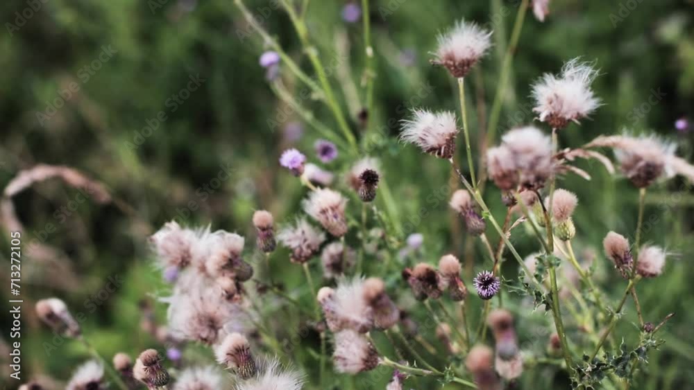 Thistle Thistle
