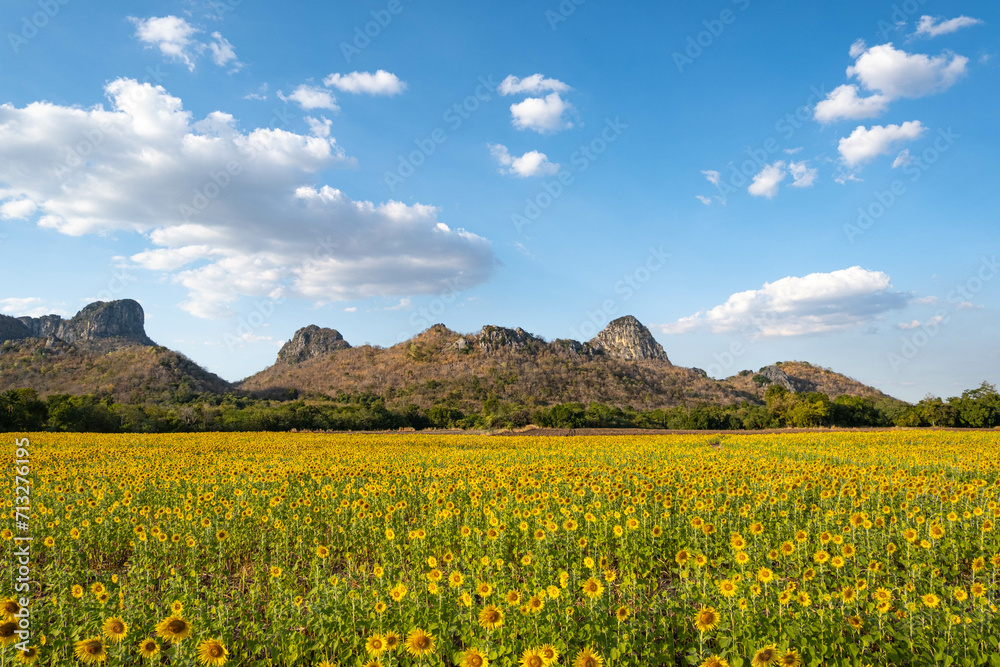 Sunflower field in the afternoon, which is golden yellow with big mountains as a backdrop and a beautiful blue sky. Sunflower field in the afternoon, which is golden yellow with big mountains as a backdrop and a beautiful blue sky.