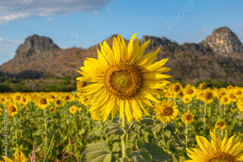 Huge sunflowers bloom in the afternoon  golden yellow  with big mountains as a backdrop and a beautiful blue sky.