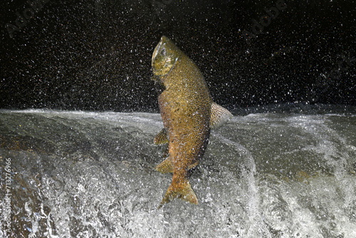 Fall scene of a Salmon making a jump up a fish ladder to go up the river to spawn