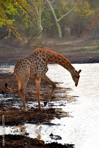 Giraffe Zulu Nyala Game Reserve South Africa