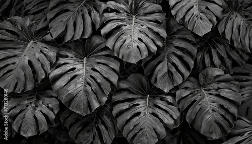 texture abstract black leaves for tropical leaf background