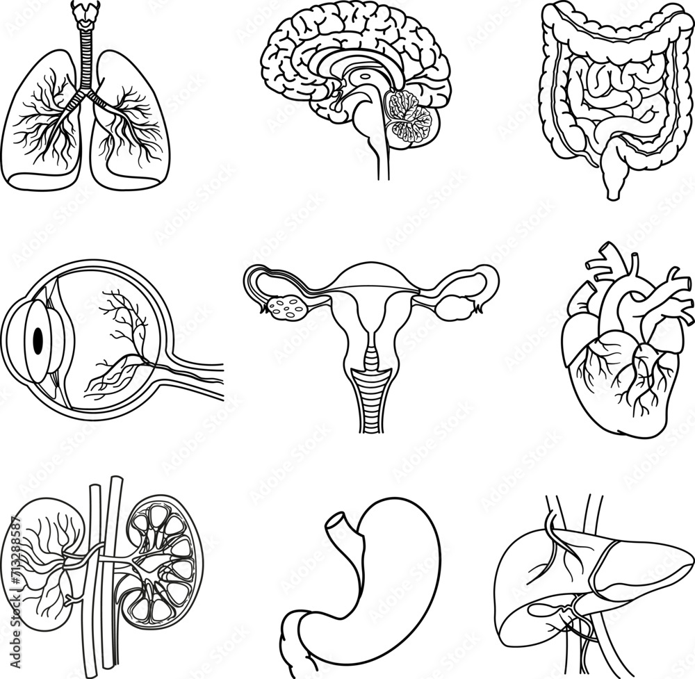 Set of Anatomy of Human Organs for Coloring. Vector Illustration of ...