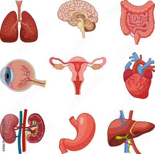Human Organs Anatomy Set. Vector Illustration of Lungs, Human Brain, Intestines, Eyes, Heart, Kidneys, Liver, Stomach and Female Reproductive System