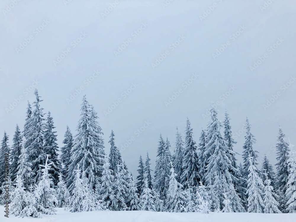 Winter Winter