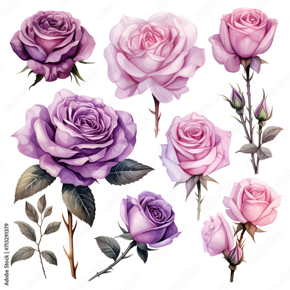 Set with watercolor roses isolated on white background Set with watercolor roses isolated on white background