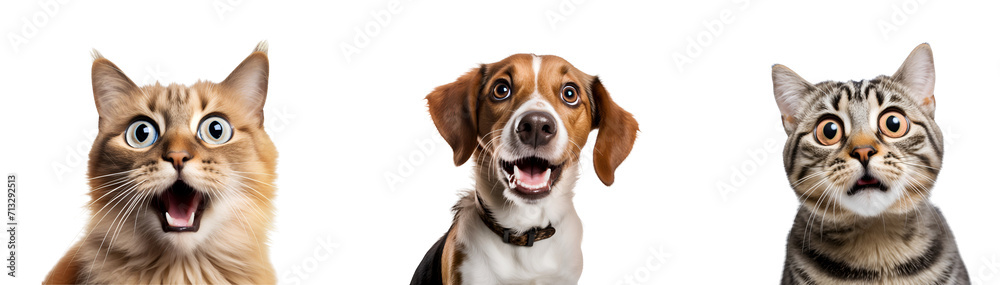 Close-up Portraits Set of Astonished Crazy Pets, a Dog and Cat, Charming Creatures, Isolated on Transparent Background, PNG