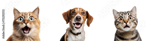 Close-up Portraits Set of Astonished Crazy Pets, a Dog and Cat, Charming Creatures, Isolated on Transparent Background, PNG photo