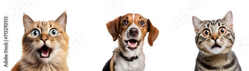 Close-up Portraits Set of Astonished Crazy Pets, a Dog and Cat, Charming Creatures, Isolated on Transparent Background, PNG
