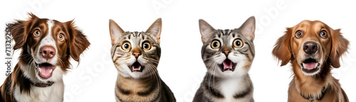 Collection of Close-up Portraits of Surprised Crazy Pets, Including a Dog and Cat, Adorable Animals, Isolated on Transparent Background, PNG