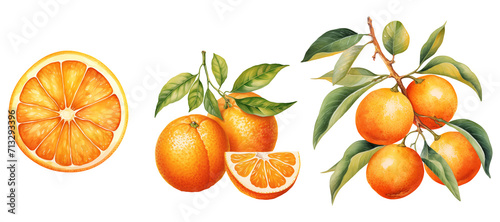 set of cliparts of oranges with leaves watercolor illustration png isolated on a transparent background, citrus clipart 