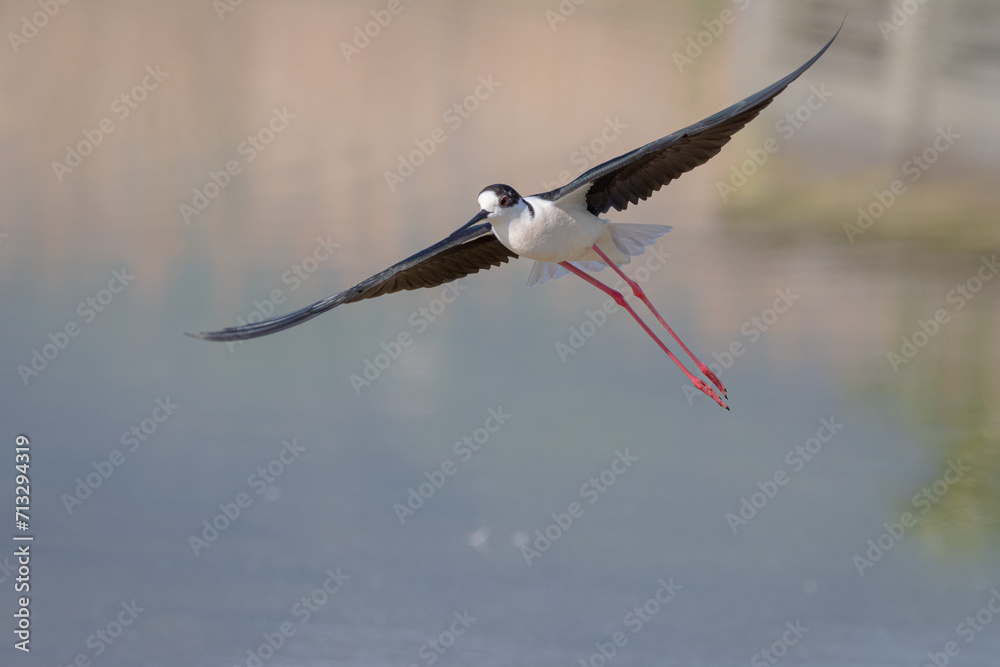 Obraz premium stork in flight