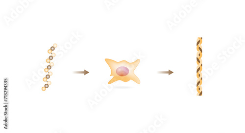Collagen synthesis. From Amino acids, Peptides and Gelatin to Collagen molecule, Collagen fibers. fibroblasts. Anti-aging therapy. Vector illustration.