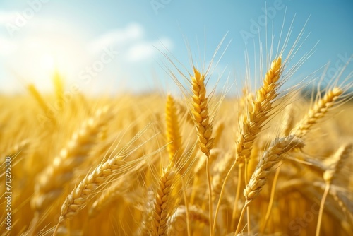 Close-up of golden wheat ears. Harvest concept. Endless wheat field on late summer morning time  backlight by the rising sun. Creative background  shallow depth of the field.