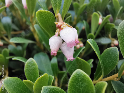 Bearberry Leaves, Arctostaphylos uva-ursi 