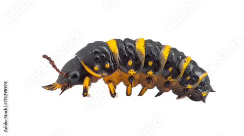 de larva de escarabajo En fondo transparente photo