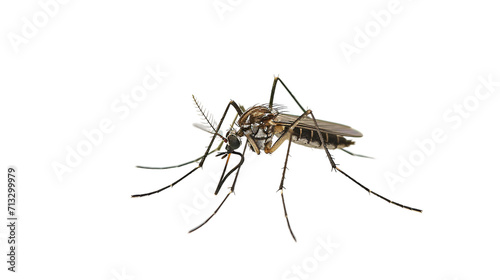 Mosquito en Fondo Blanco En fondo transparente