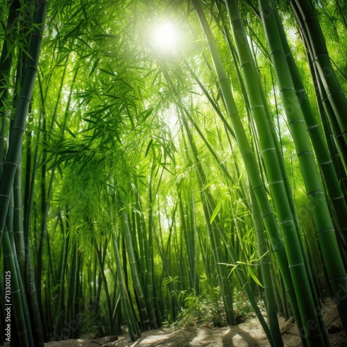 Bamboo Bliss  Sunlight Piercing Through a Serene Bamboo Forest Scene   a tranquil and idyllic photo backdrop  capturing the essence of a nature retreat in a bamboo haven. 