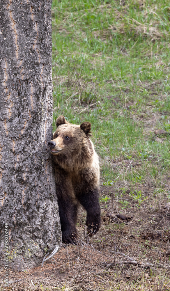 Obraz premium Grizzly Bear in Springtime in Yellowstone National Park Wyoming