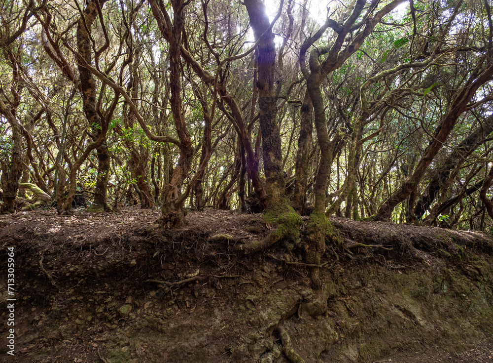 Laurel forest in Anaga Rural Park on Tenerife Laurel forest in Anaga Rural Park on Tenerife