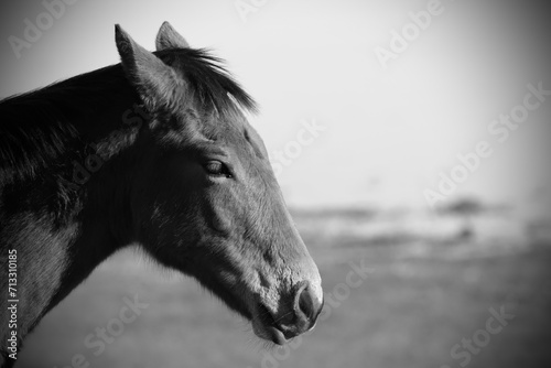 black horse portrait © ismael