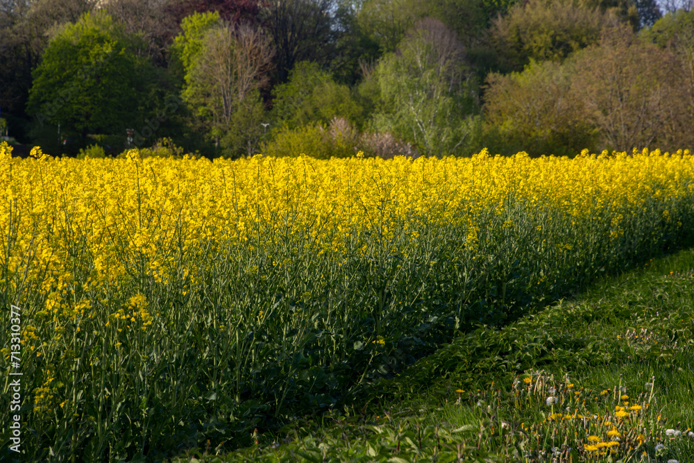 Obraz premium Yellow rapeseed field for natural background