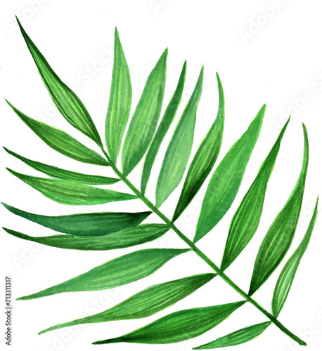 Green leaves of palm tree isolated.