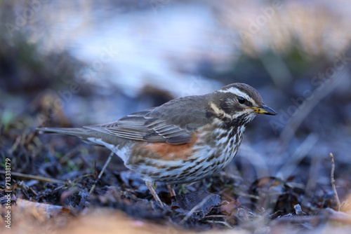 Redwing trush on the ground photo
