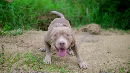 A chained American pit bull dog is barking all the time in anger. Guard dogs, aggressive dogs, animal protection, american pitbull dog, american bully dog