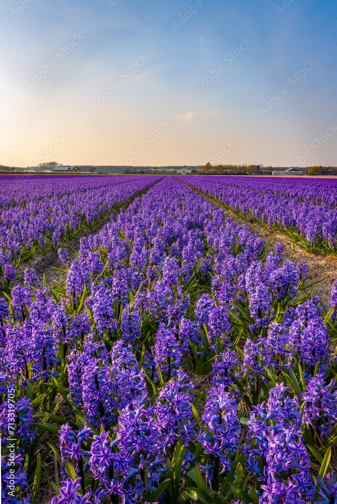Landscape at sunset with a field of purple hyacinths in bloom in Noordwijk , Netherlands