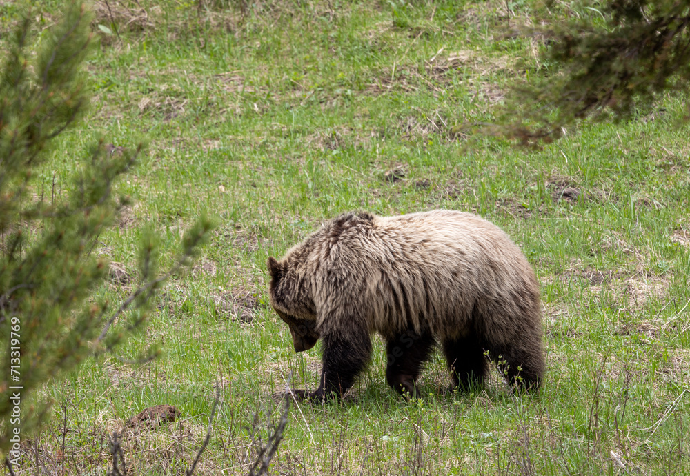 Grizzly Bear in Springtime in Yellowstone National Park Wyoming