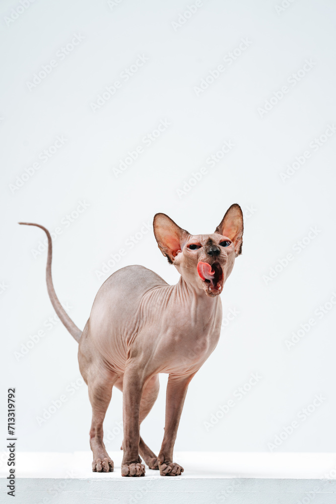 Sphinx cat on a white background