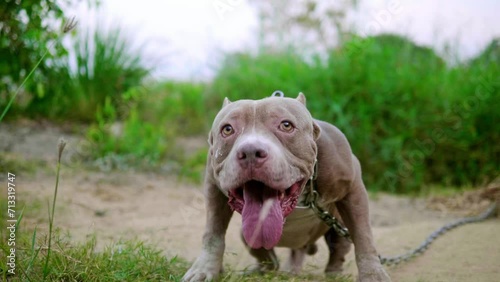 A chained American pit bull dog is barking all the time in anger. Guard dogs, aggressive dogs, animal protection, american pitbull dog, american bully dog photo