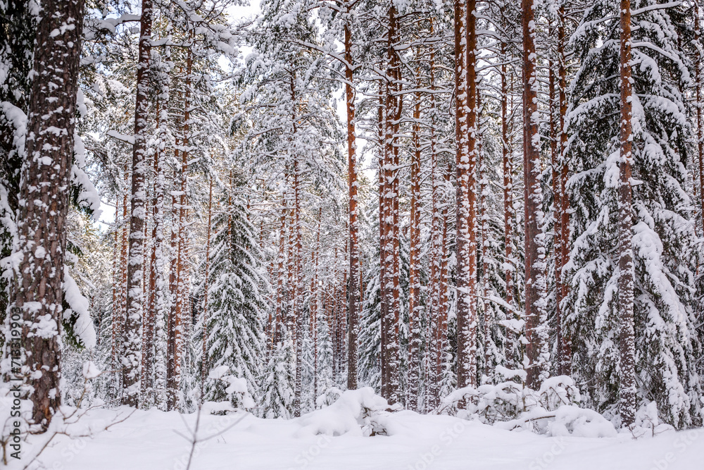Wintery scene in forest with lot of snow in January in Latvia Wintery scene in forest with lot of snow in January in Latvia