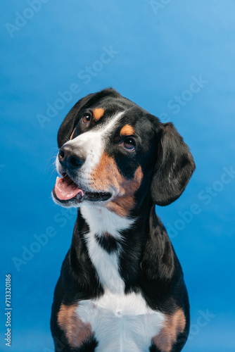 Etlenbucher zenenhund dog on a blue background