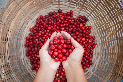 hands holding ripe acerolas, picking fresh fruits in straw basket
