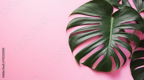 Leaf of green Monstera plant on pink background with copy space