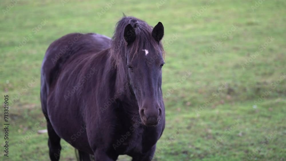 Chestnut horse with white mark on forehead looks at camera, brown horse look at camera in nature forest , animal close up, A beautiful horse stands in the middle of the field and looks at the camera.