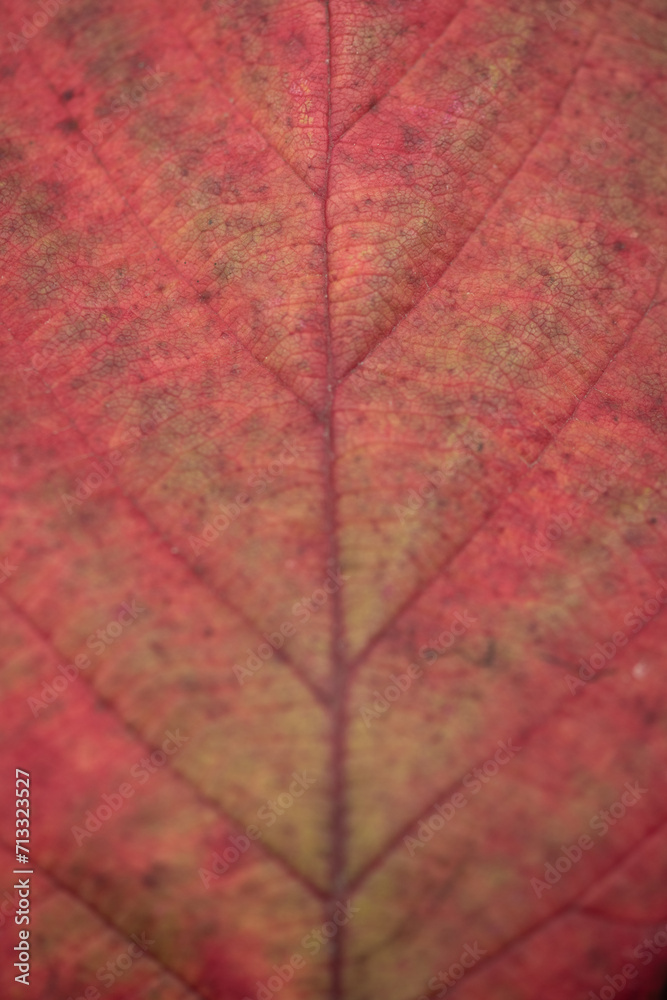 abstract background with close up of red autumn maple leaf abstract background with close up of red autumn maple leaf